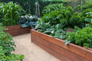 Backyard vegetable garden