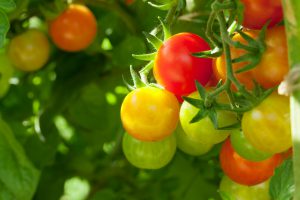 Homegrown cherry tomatoes in garden