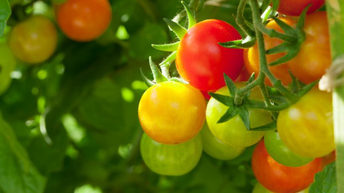 Homegrown cherry tomatoes in garden
