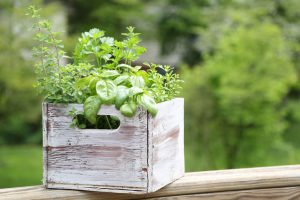 herbs
